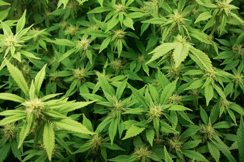 Marihuana bude od příštího roku legální – pro léčebné účely